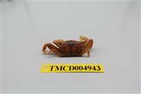 藏品(萬歲大眼蟹)的圖片